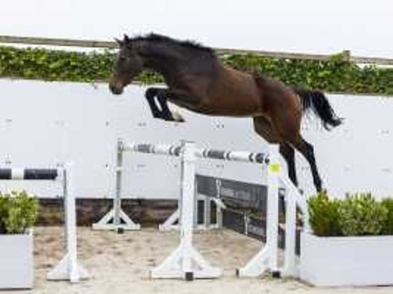 Belgian Warmblood Gelding 3 years 16 hh Bay-Dark in Waddinxveen