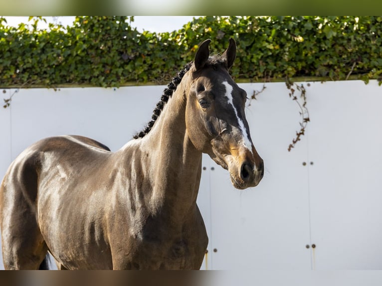 Belgian Warmblood Gelding 3 years 16 hh Bay-Dark in Waddinxveen