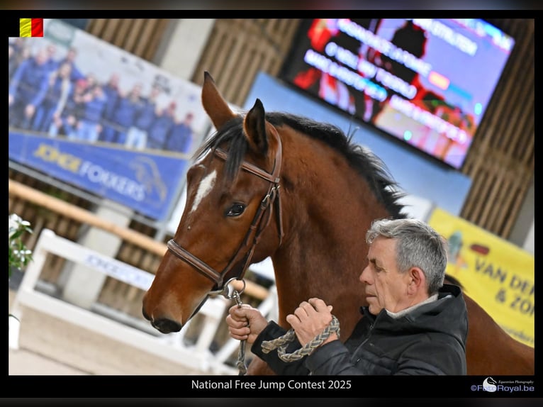 Belgian Warmblood Gelding 3 years 16 hh Brown in GROTE-BROGEL