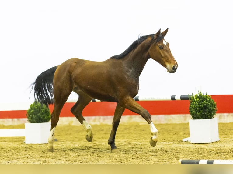 Belgian Warmblood Gelding 3 years 16 hh Brown in Waddinxveen