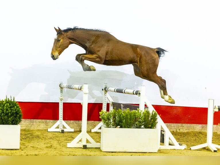 Belgian Warmblood Gelding 3 years 16 hh Brown in Waddinxveen