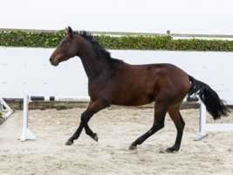 Belgian Warmblood Gelding 3 years 16 hh Brown in Waddinxveen