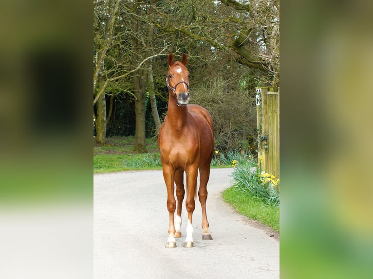 Belgian Warmblood Gelding 3 years 16 hh Chestnut in Northwich, Cheshire