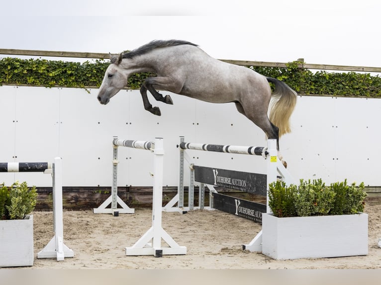 Belgian Warmblood Gelding 3 years 16 hh Gray in Waddinxveen