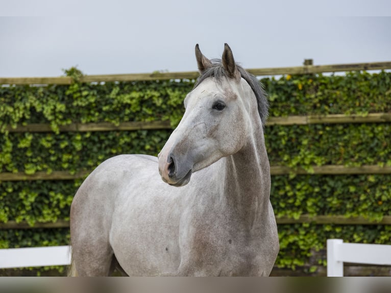 Belgian Warmblood Gelding 3 years 16 hh Gray in Waddinxveen