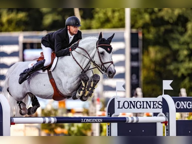 Belgian Warmblood Gelding 3 years 16 hh Grey in Oppuurs