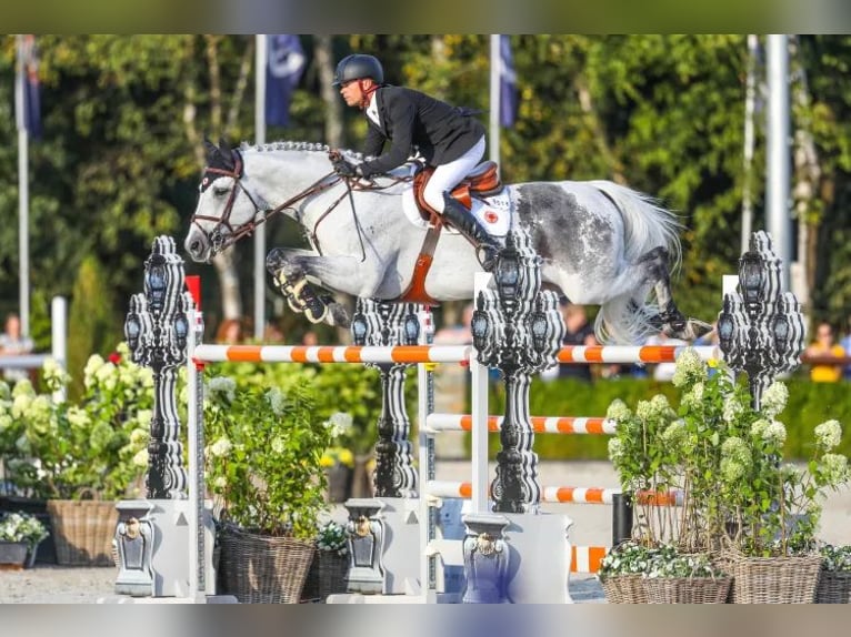 Belgian Warmblood Gelding 3 years 16 hh Grey in Oppuurs
