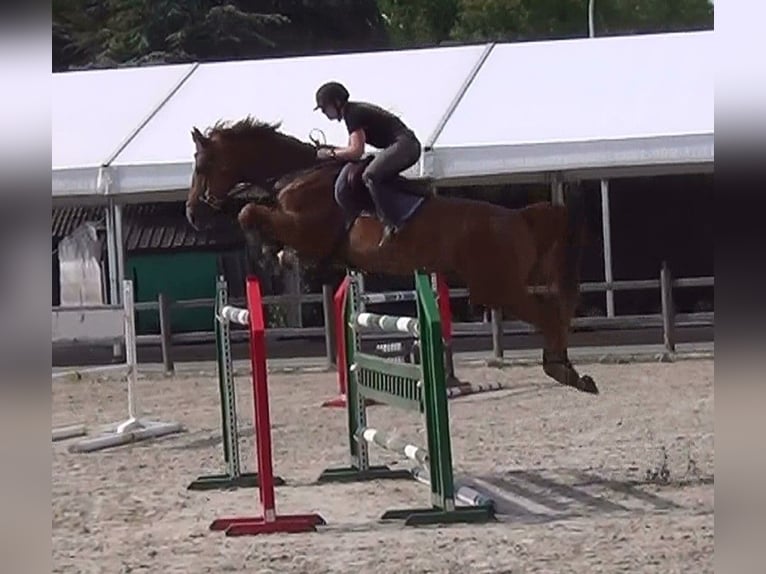 Belgian Warmblood Gelding 3 years 16 hh Grey in Oppuurs
