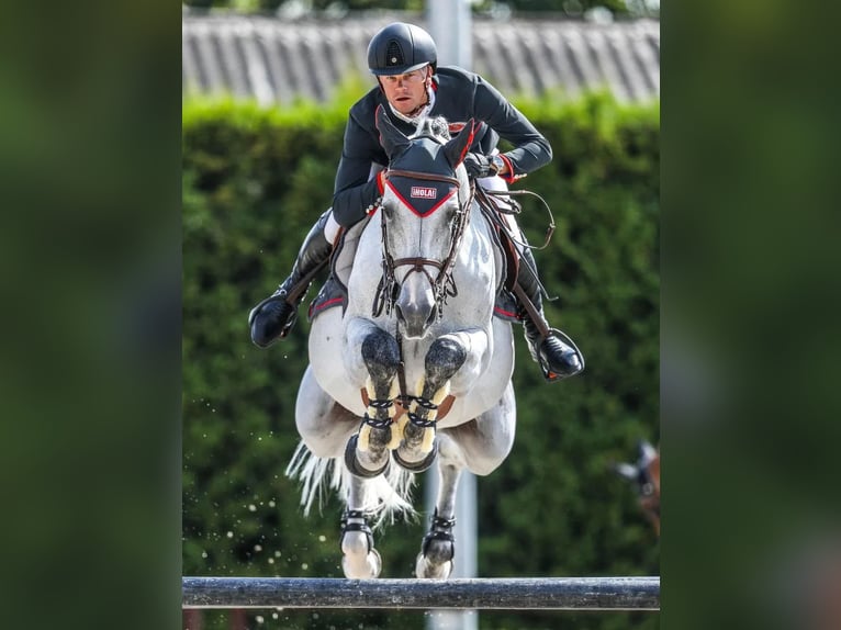 Belgian Warmblood Gelding 3 years 16 hh Grey in Oppuurs