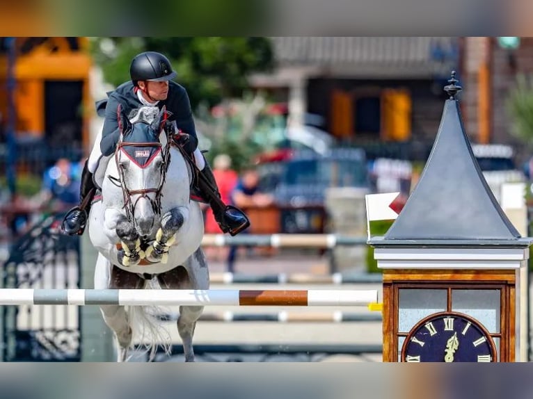 Belgian Warmblood Gelding 3 years 16 hh Grey in Oppuurs