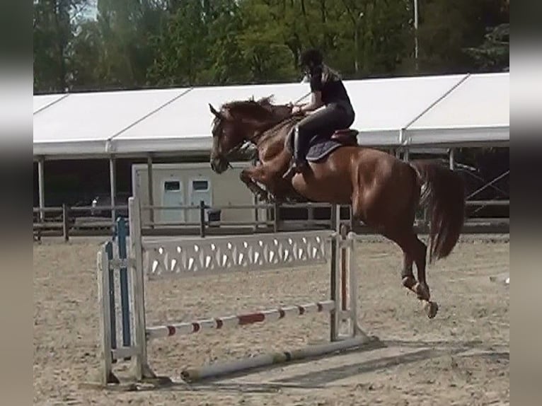 Belgian Warmblood Gelding 3 years 16 hh Grey in Oppuurs