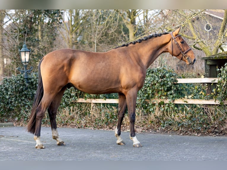 Belgian Warmblood Gelding 3 years 16 hh  in Heerde