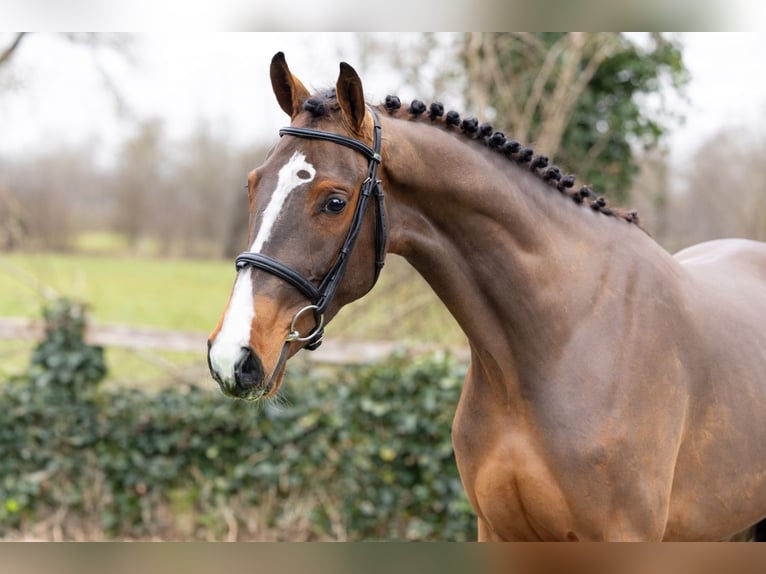 Belgian Warmblood Gelding 3 years 16 hh  in Heerde