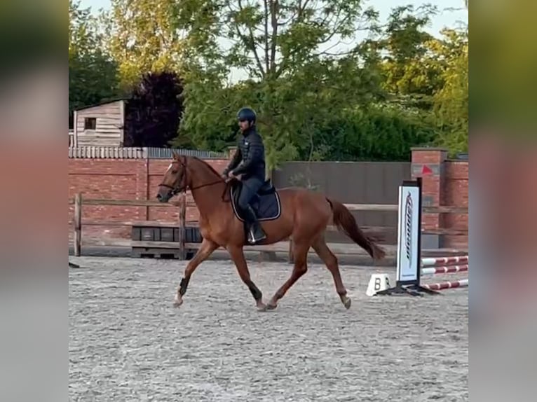 Belgian Warmblood Gelding 3 years 16,1 hh Chestnut-Red in Schijndel