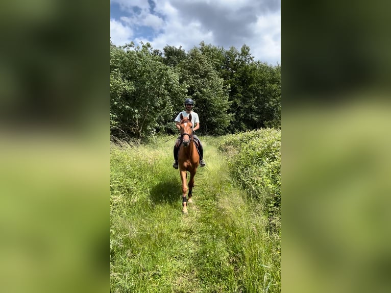 Belgian Warmblood Gelding 3 years 16,1 hh Chestnut-Red in Schijndel