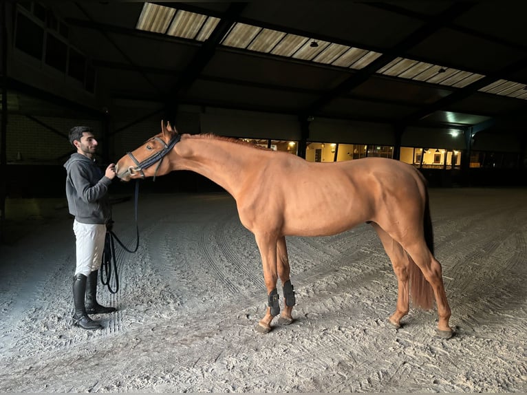 Belgian Warmblood Gelding 3 years 16,1 hh Chestnut-Red in Schijndel