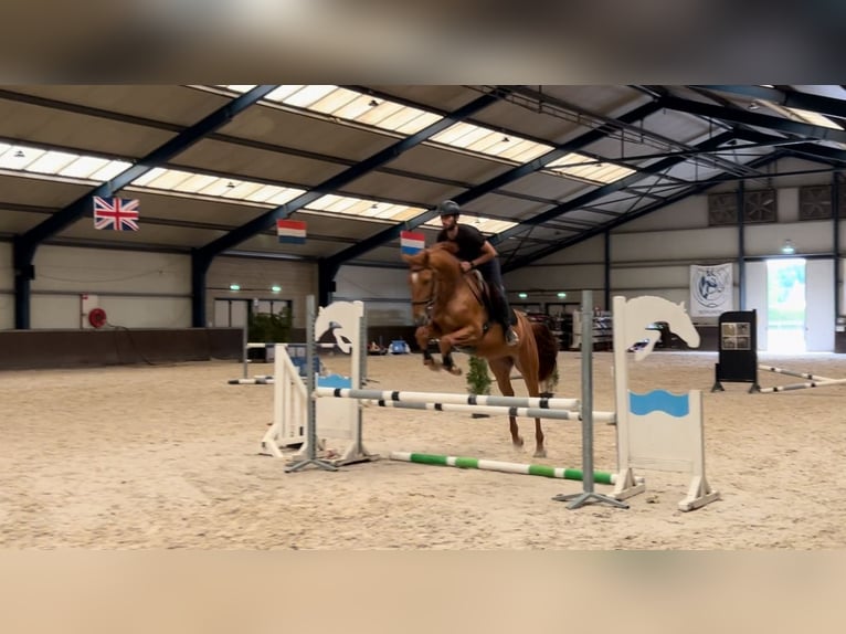 Belgian Warmblood Gelding 3 years 16,1 hh Chestnut-Red in Schijndel