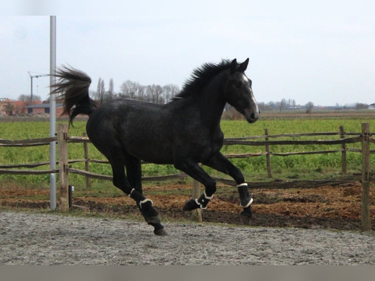 Belgian Warmblood Gelding 3 years 16,1 hh Grey in Alveringem