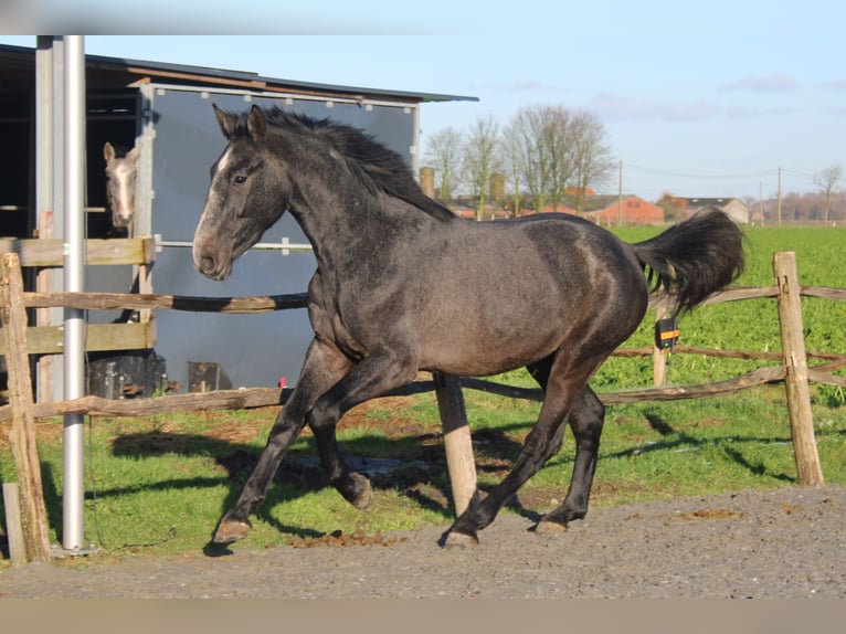 Belgian Warmblood Gelding 3 years 16,1 hh Grey in Alveringem