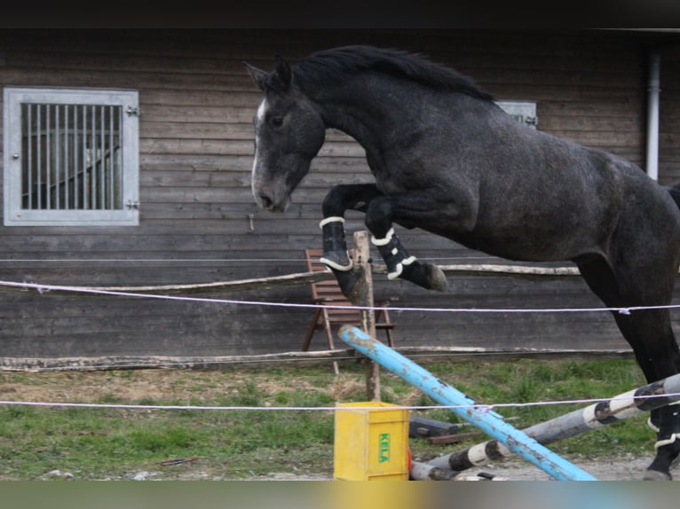 Belgian Warmblood Gelding 3 years 16,1 hh Grey in Alveringem