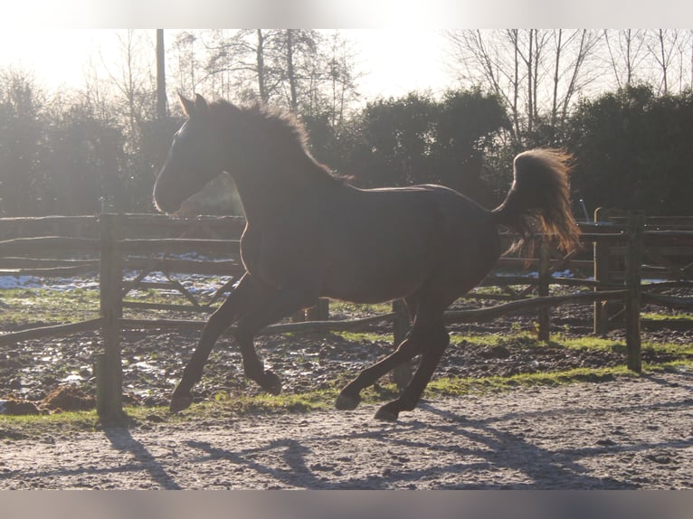 Belgian Warmblood Gelding 3 years 16,1 hh Grey in Alveringem