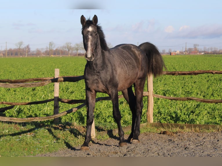 Belgian Warmblood Gelding 3 years 16,1 hh Grey in Alveringem