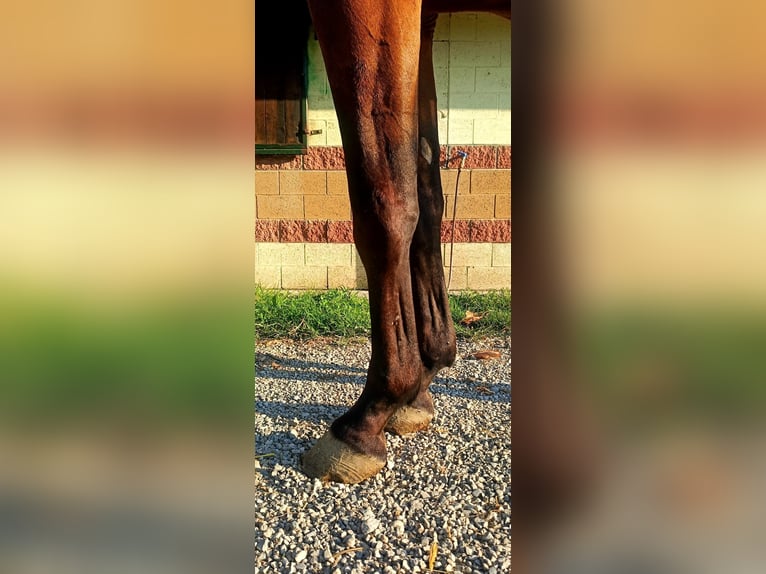 Belgian Warmblood Gelding 3 years 16,2 hh Brown in GROTE-BROGEL