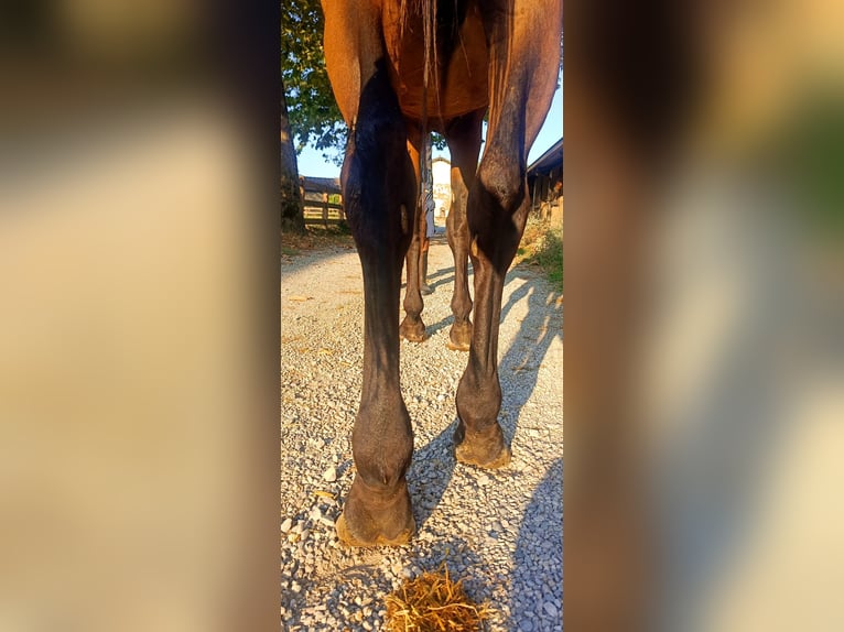 Belgian Warmblood Gelding 3 years 16,2 hh Brown in GROTE-BROGEL