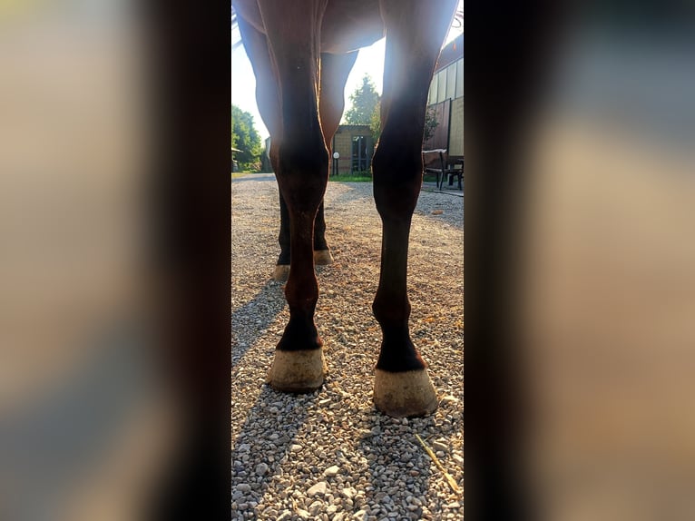Belgian Warmblood Gelding 3 years 16,2 hh Brown in GROTE-BROGEL