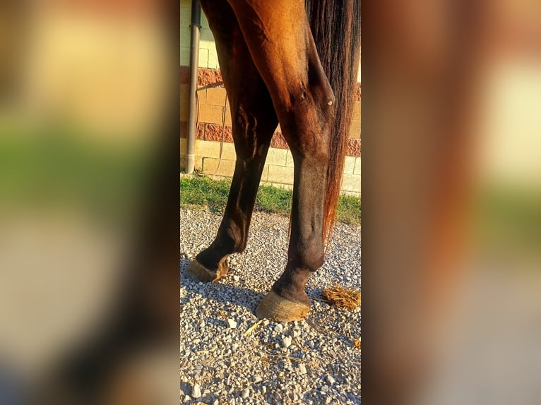 Belgian Warmblood Gelding 3 years 16,2 hh Brown in GROTE-BROGEL