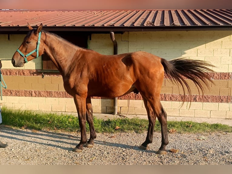 Belgian Warmblood Gelding 3 years 16,2 hh Brown in GROTE-BROGEL