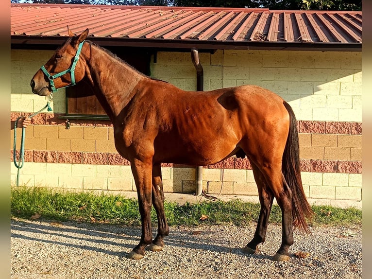 Belgian Warmblood Gelding 3 years 16,2 hh Brown in GROTE-BROGEL