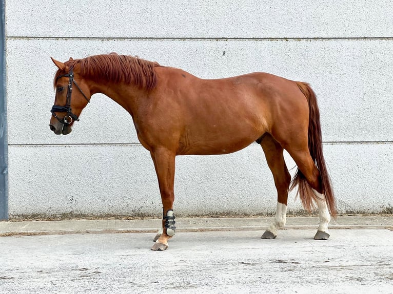 Belgian Warmblood Gelding 3 years 16,2 hh Chestnut-Red in GROTE-BROGEL