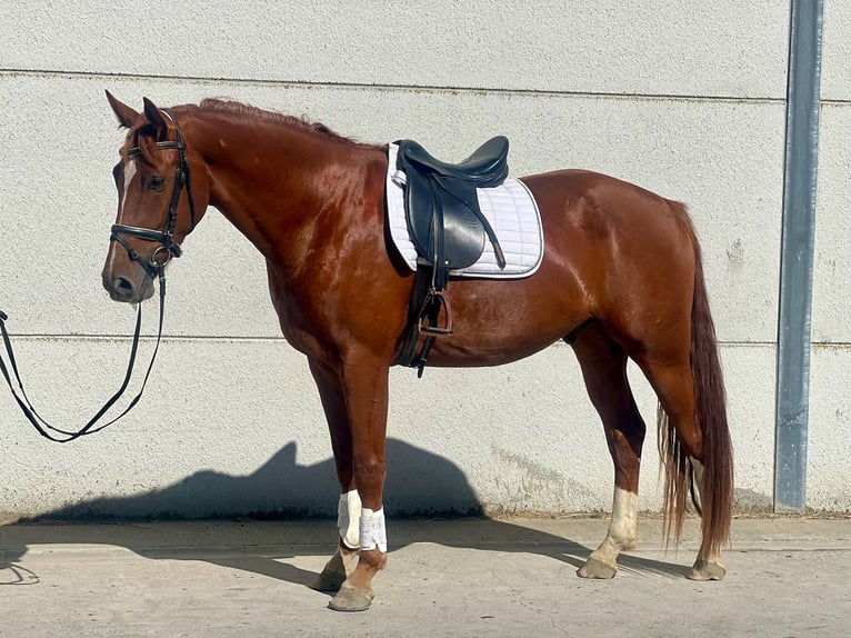 Belgian Warmblood Gelding 3 years 16,2 hh Chestnut-Red in GROTE-BROGEL