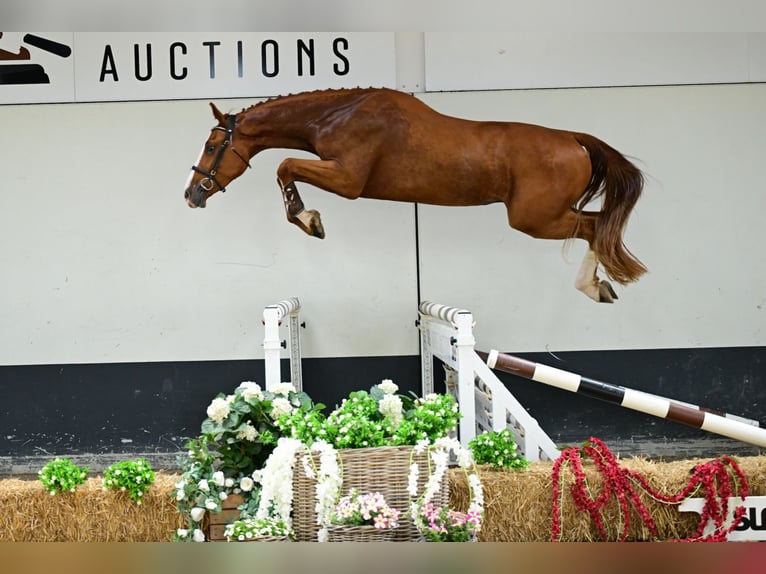 Belgian Warmblood Gelding 3 years 16,2 hh Chestnut-Red in Bladel