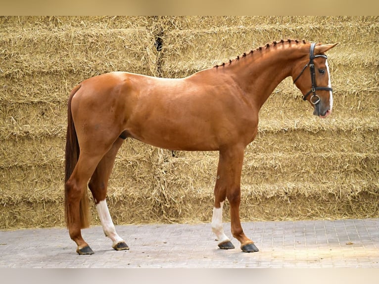 Belgian Warmblood Gelding 3 years 16,2 hh Chestnut-Red in Bladel
