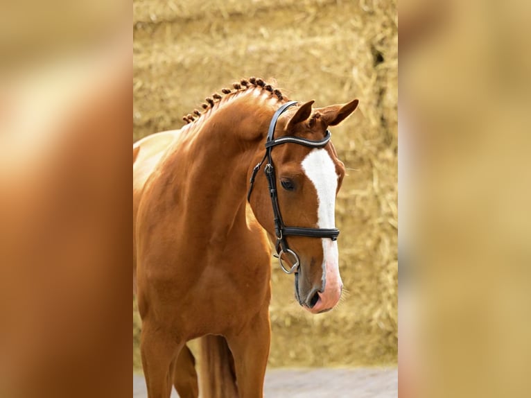 Belgian Warmblood Gelding 3 years 16,2 hh Chestnut-Red in Bladel