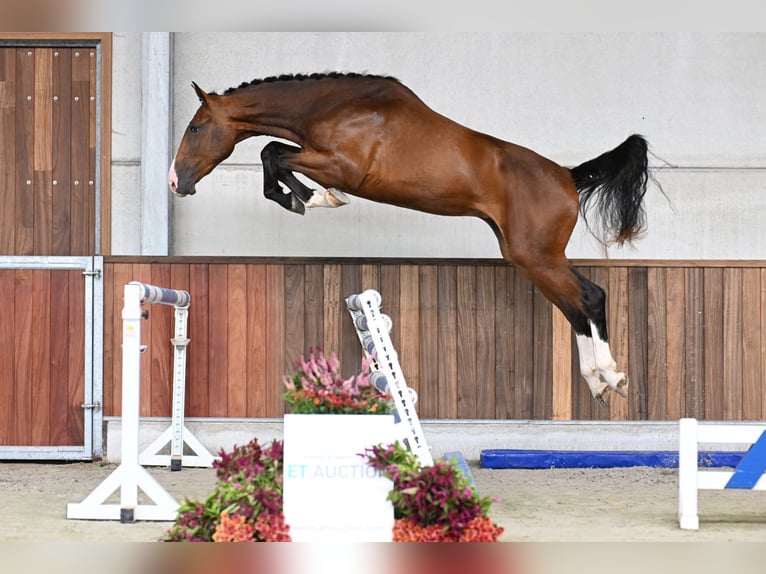 Belgian Warmblood Gelding 3 years 16,3 hh Bay in Zelle