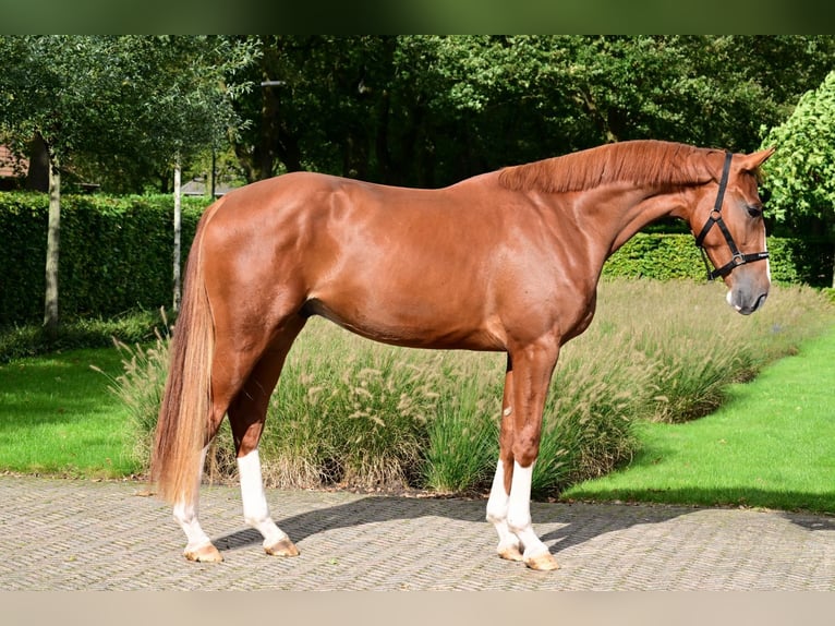 Belgian Warmblood Gelding 3 years 17 hh Chestnut-Red in Bladel