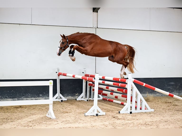 Belgian Warmblood Gelding 3 years 17 hh Chestnut-Red in Bladel