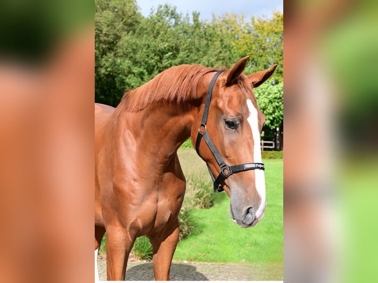 Belgian Warmblood Gelding 3 years 17 hh Chestnut-Red in Bladel