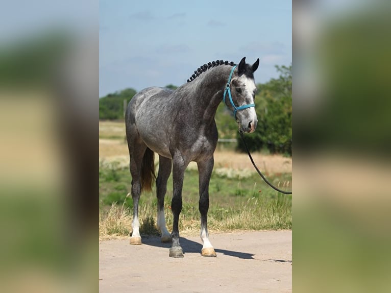 Belgian Warmblood Gelding 3 years 17 hh Gray in Bécs