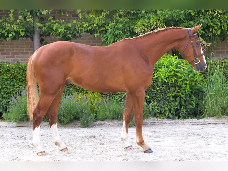 Belgian Warmblood Gelding 3 years Chestnut-Red in Bladel