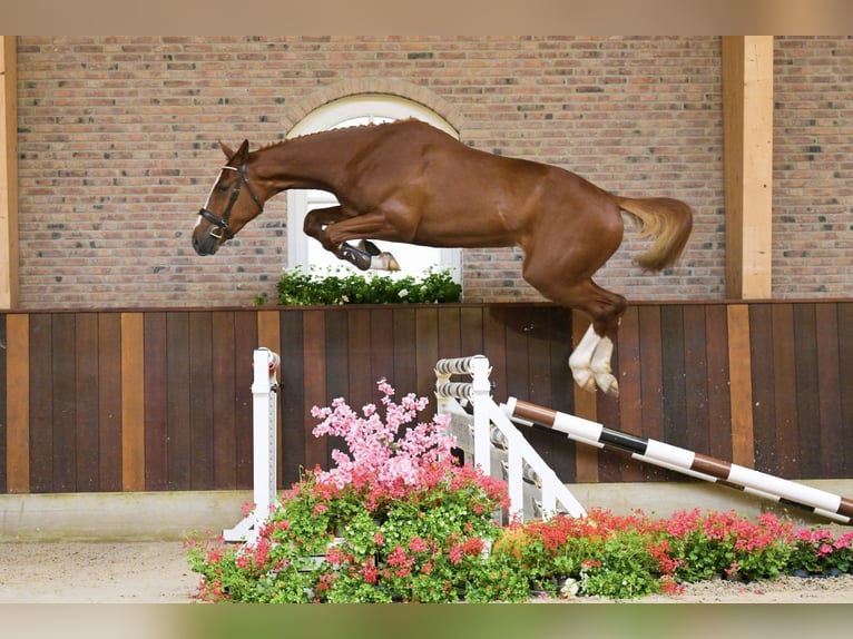 Belgian Warmblood Gelding 3 years Chestnut-Red in Bladel