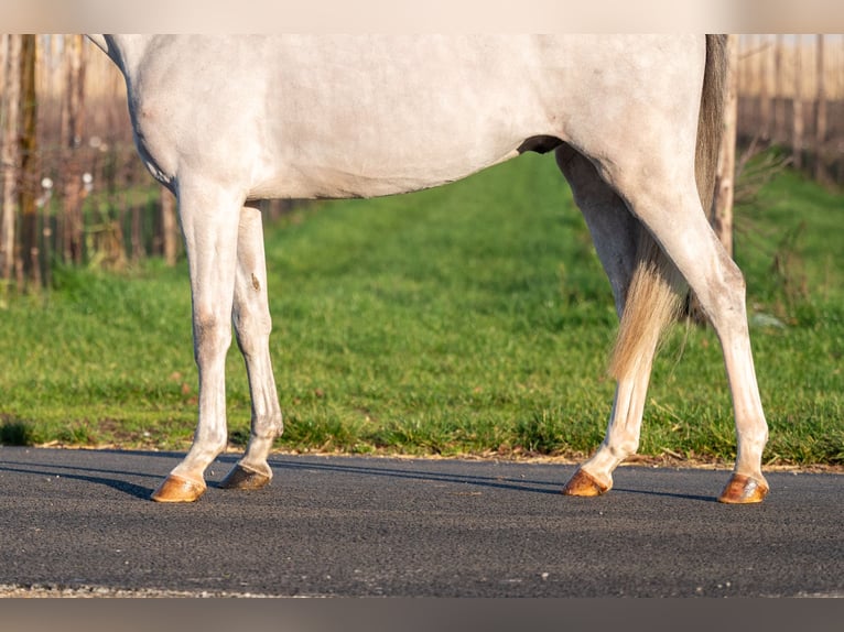 Belgian Warmblood Gelding 4 years 13,1 hh Grey in Grote Brogel