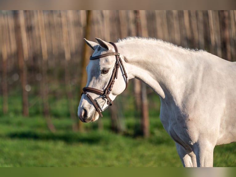 Belgian Warmblood Gelding 4 years 13,1 hh Grey in Grote Brogel