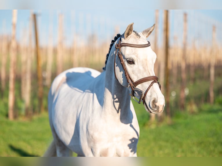 Belgian Warmblood Gelding 4 years 13,1 hh Grey in Grote Brogel