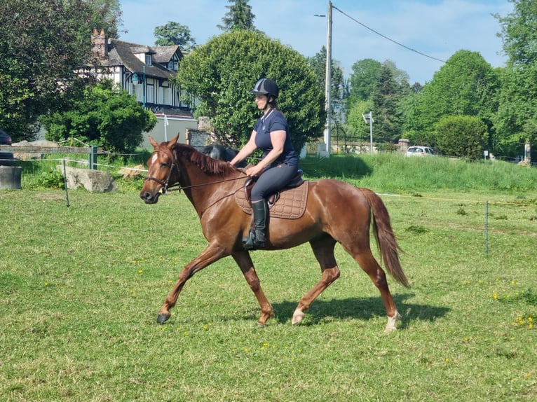 Belgian Warmblood Gelding 4 years 15,1 hh Chestnut in Louviers