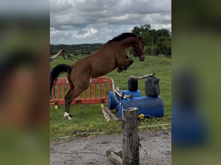 Belgian Warmblood Gelding 4 years 15.2 hh Brown-Light in Tipperary