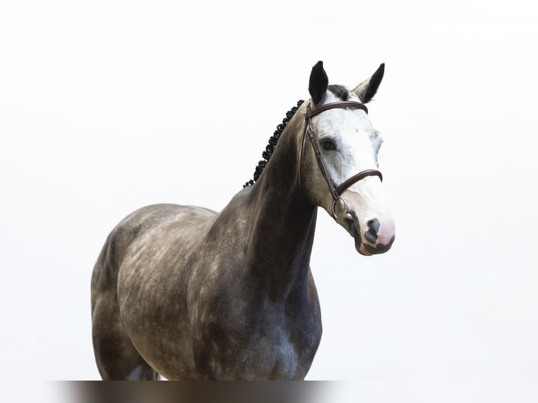 Belgian Warmblood Gelding 4 years 15.2 hh Grey in Waddinxveen